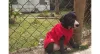 Adoção animal: o Valentin até se arrumou para ver se chama a atenção de quem quer um peludinho em casa