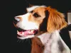 Cachorro vira-lata: A Luna é o xodó da família!