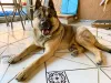 O Leão tem essa carinha de cão bravo, mas é puro de amor!