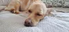 Cachorro vira-lata: a @Dorydalata não perde a oportunidade de tirar uma boa soneca! Uma fofura, né?