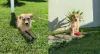Filhote vira-lata: esse pacotinho de amor é a Margot e ela ama brincar com seu humano!