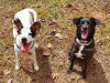 Se um cachorro vira-lata já é apaixonante, imagina dois? Essas da foto são a Dora e a Lola, uma duplinha inseparável
