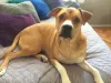 Cade meu biscoito humana