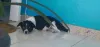 O Rex é um cãozinho muito esperto e observador. Nada passa despercebido por esse serumaninho!