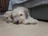 A Brisa é uma vira-lata branca peludinha e charmosa. Olha que graça essa pose!