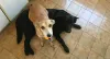A Flora e a Nina gostam mesmo é de brincar com a sua humana!