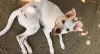 Vira-lata branco: quem concorda que @Flashocachorro parece um cãozinho de desenho animado?