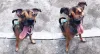 O Sereninho é um cãozinho com amor e energia de sobra!
