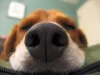 Focinho: cachorro é um dos animais com o olfato mais apurado!