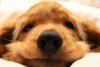 Cada focinho de cachorro tem traços exclusivos que se assemelham com as digitais humanas