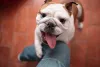 Nariz de cachorro: algumas raças têm o nariz mais achatado e curto, como o Bulldog Inglês e Francês