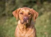 Focinho de cachorro quente pode ser por causa da exposição solar ou indicar problema de saúde