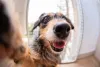 O olfato do cachorro é tão poderoso que o animal é capaz de armazenar os diferentes cheiros na memória