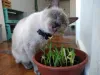 Passo 7: quando as folhas estiverem com cerca de 6 centímetros, dê a graminha para o seu gatinho apreciar!