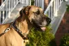 Dog Alemão é a mesma raça de cachorro do personagem Scooby Doo