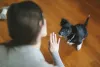 O adestramento também pode fazer parte da rotina de um cachorro no apartamento