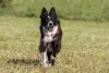 O Border Collie tem um corpo atlético e pode pesar entre 12 e 20 kg