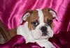 As raças de Bulldog Inglês precisam de adestramento desde filhotes