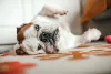 O Bulldog Inglês precisa de uma rotina de exercí­cios para se manter no peso ideal