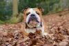 Bulldog em inglês: versão inglesa tem o corpo bem musculoso