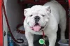 Bulldog Inglês: cachorro precisa de atenção especial com as dobrinhas