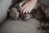 O gato Chartreux não dispensa uma boa dose de carinho