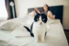 O que é sonhar com gato? Isso depende das características do animal durante o sonho