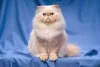 Cores de gatos: o creme é uma tonalidade bem mais clarinha da coloração laranja