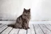 Mais claro que o preto, o gato Persa azul também é muito lindo