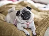Pug deitado na cama