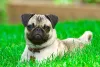 Pug deitado em gramado verde