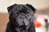 Pug preto olhando para frente