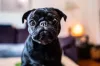 Pug filhote preto olhando para a câmera