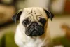 Pug com olhar triste