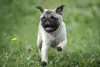 Pug correndo feliz no parque