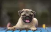 Pug filhote deitado com língua de fora