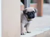 Pug filhote em pé 