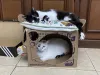 Também é possível fazer uma cama para gato com caixa de papelão mais improvisada. A Aurora e o Luke adoraram!