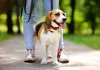 Mais tradicional, a coleira de cachorro plana é ótima para cães de pequeno e médio porte