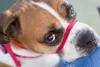 A coleira cabresto para cachorro lembra uma focinheira, mas tem uma função bem específica