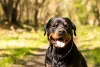 A coleira enforcador costuma ser uma alternativa para cães grandes e muito agitados, mas demanda cuidado