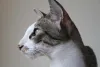 O gato Peterbald é médio e tem longas orelhas triangulares
