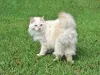 Bobtail: gato tem o rabinho bem curto, se comparado a outras raças
