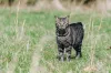O gato Manês, por outro lado, não tem rabo nenhum