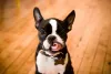 Guloso, o Boston Terrier precisa de limites quando o assunto é alimentação, ou ele pode ficar obeso