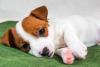 Cachorro filhote doente branco e marrom