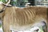 Cachorro com leishmaniose muito magro, aparecendo as costelas