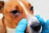 Cachorro com olhos lacrimejando sendo examinado