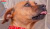 Marli é uma vira-lata que está para adoção no Adota Patas, plataforma do Patas da Casa que te ajuda a encontrar um amigo