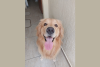 Golden Retriever com a língua de fora